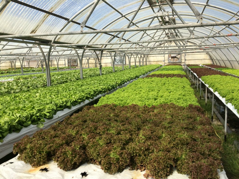 Plantación de lechugas de Tim Miller. Foto: Mathias Da Silva