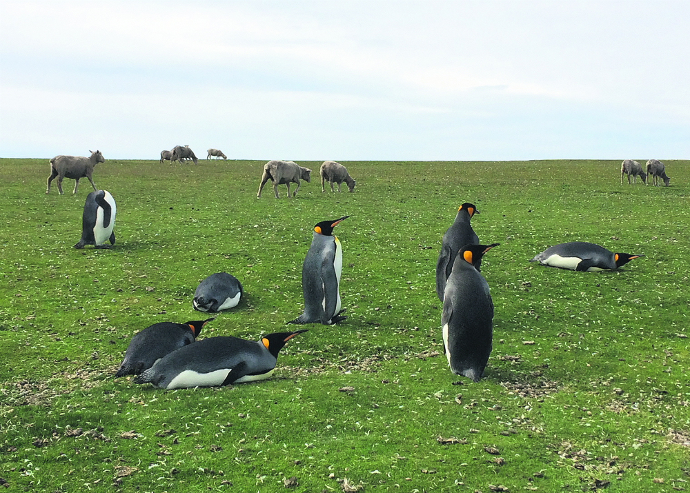 La estrella: es el “pingüino Rey” (casi extinto en el resto de la isla), aunque también hay pingüinos Magallánicos y Gentoo. Foto Mathias Da Silva