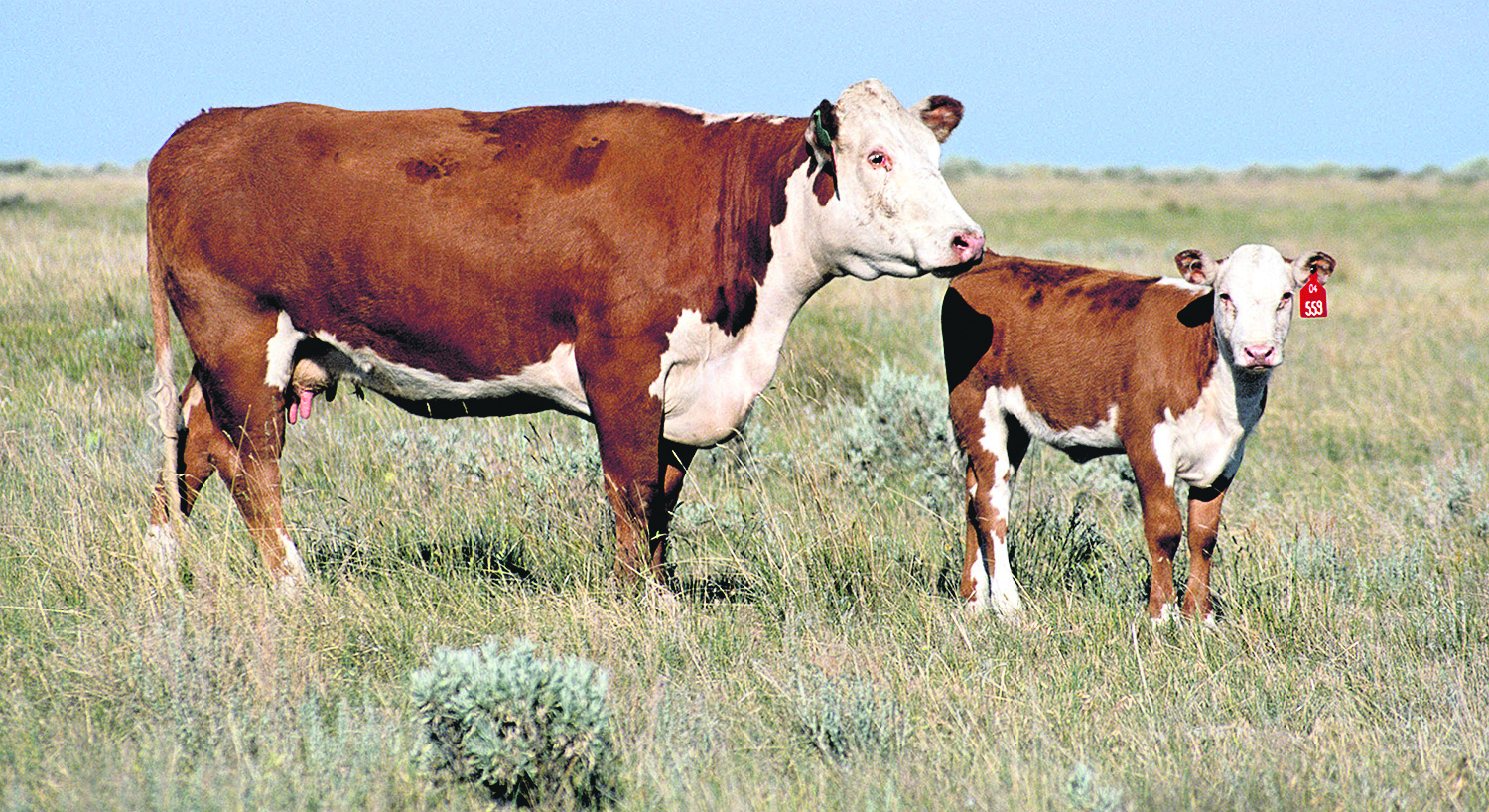 Vacas. Foto: Rurales