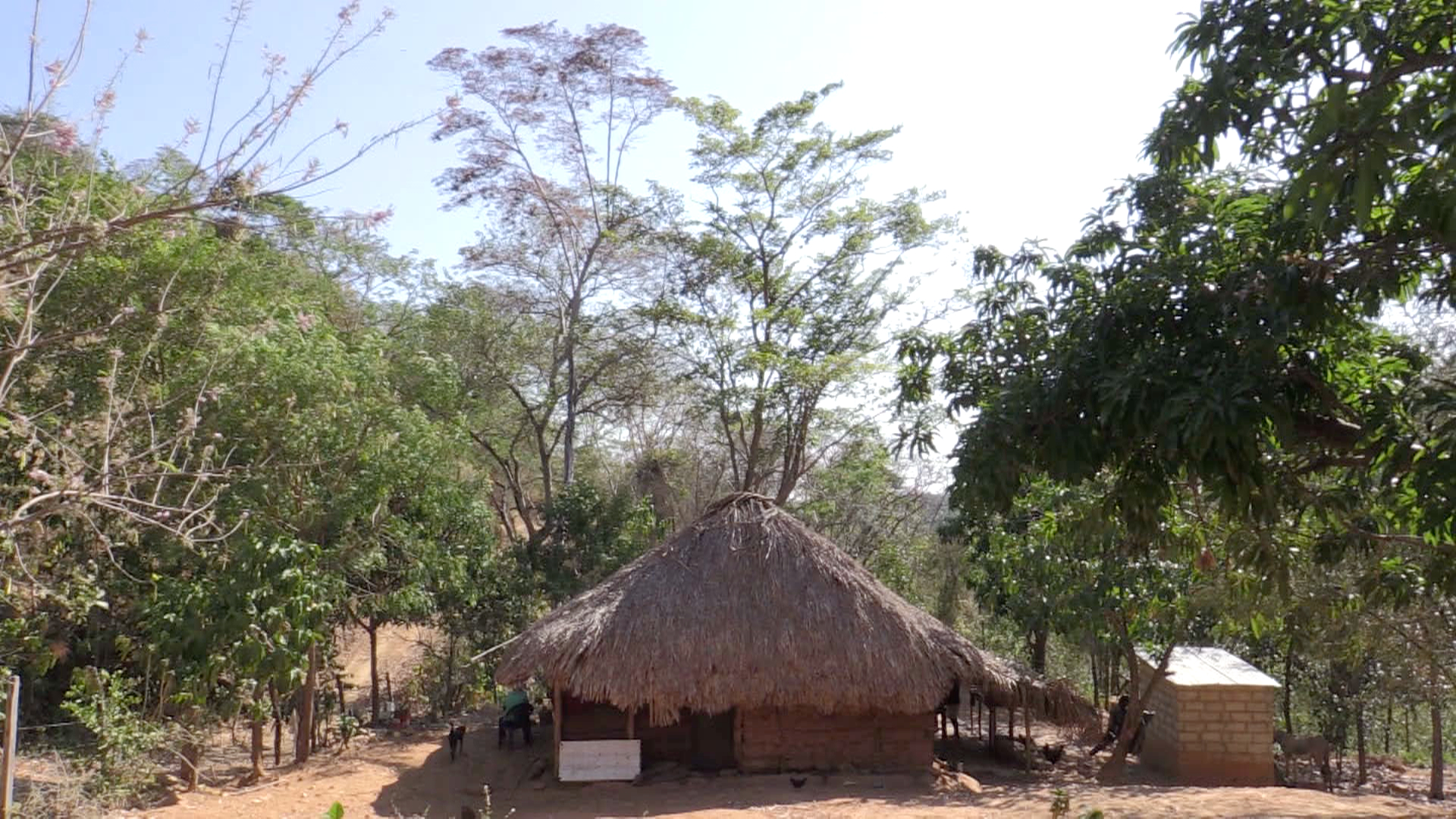 El guáimaro: un guardián ambiental nacido de la entraña de la Tierra