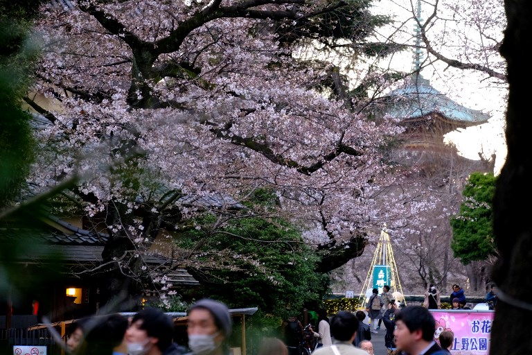 Cerezos en flor en Tokyo. Foto: AFP