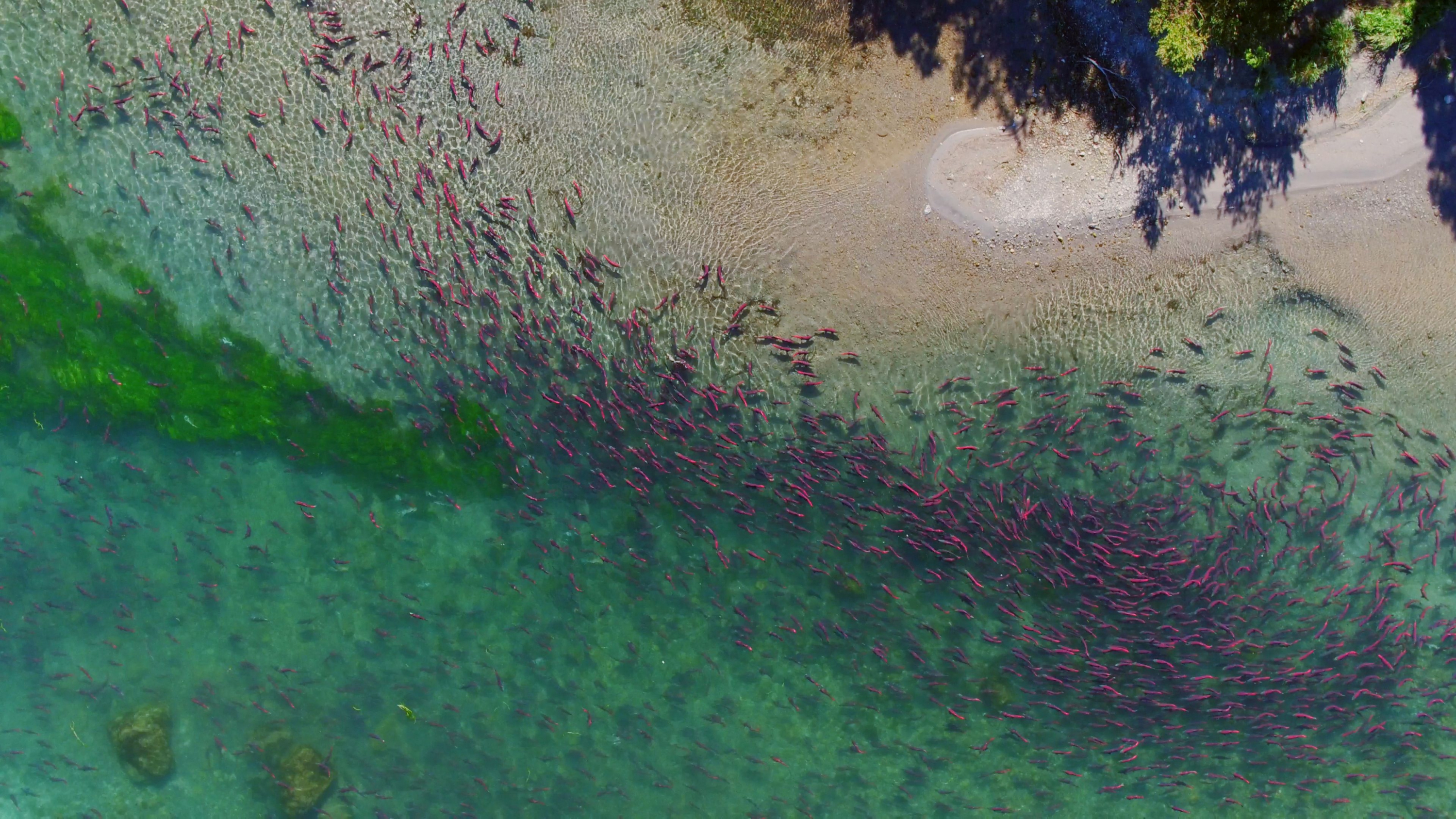 Imágenes de One Strange Rock. Foto: Cortesía de Nat Geo