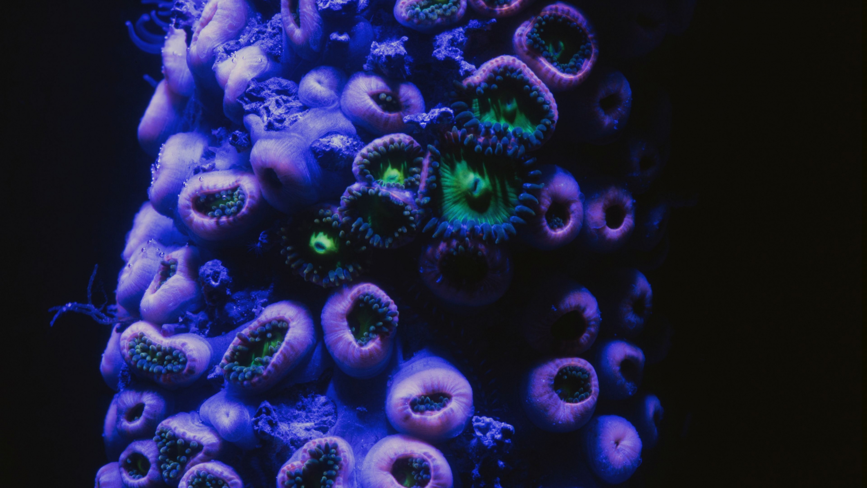 Imágenes de One Strange Rock. Foto: Cortesía de Nat Geo