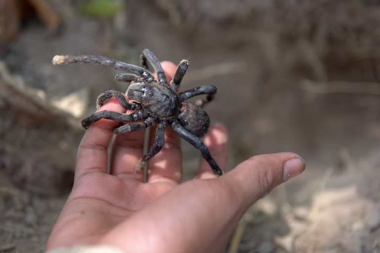 Las tarántulas están amenazadas en Camboya. Foto: AFP