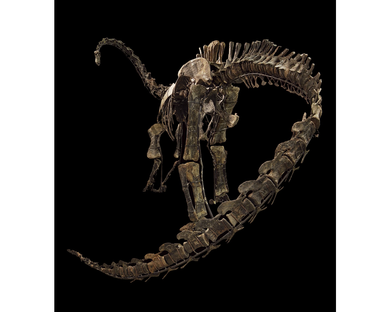 Los dinosaurios subastados. Foto: binocheetgiquello.com