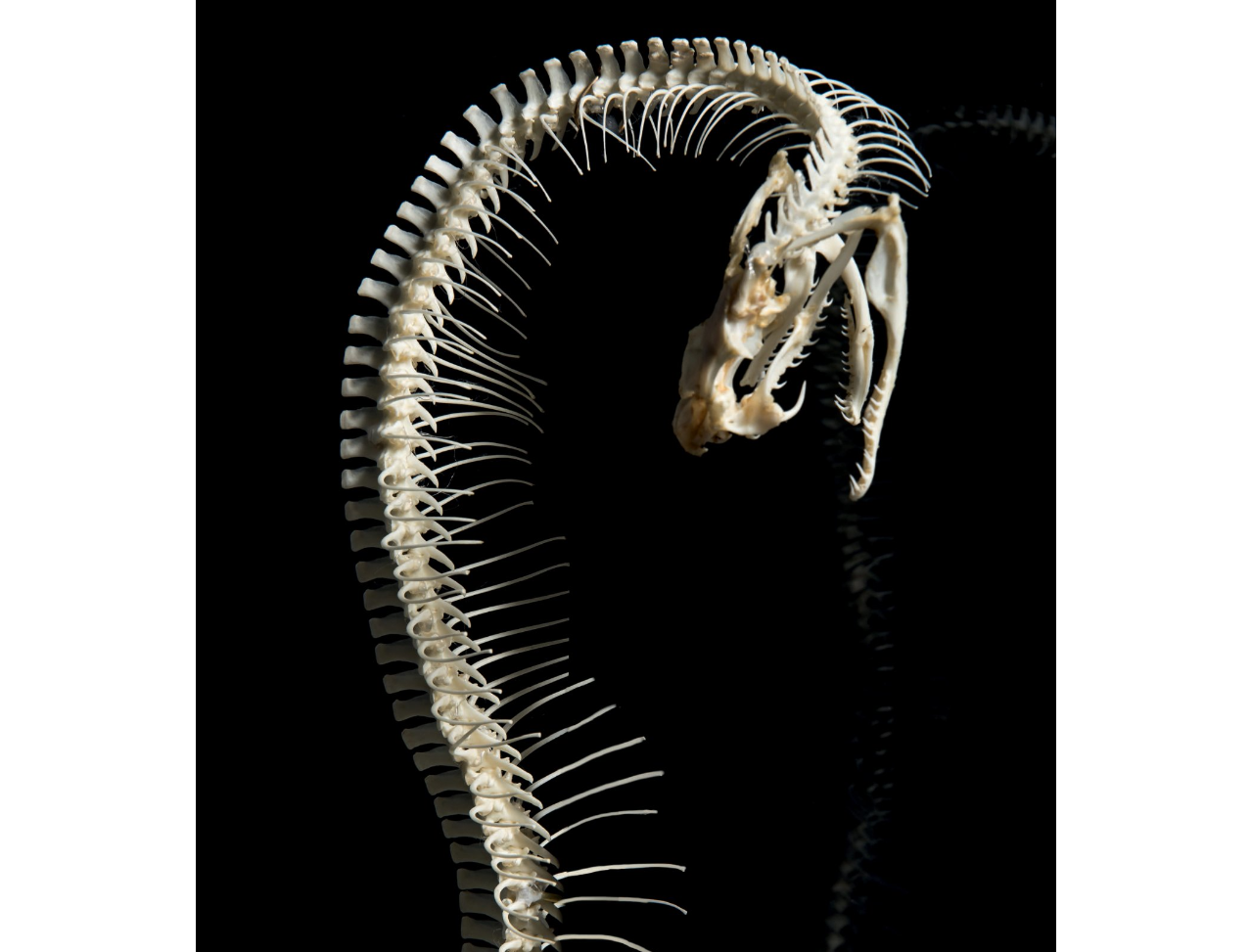 Los dinosaurios subastados. Foto: binocheetgiquello.com