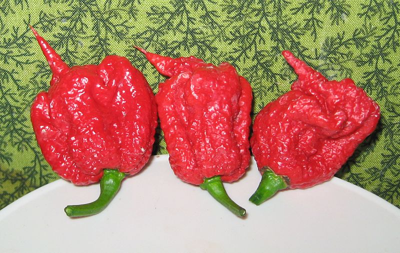 Carolina Reaper. Foto: Wikimedia Commons