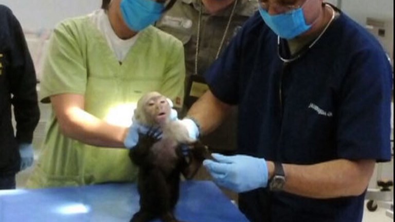 Un mono capuchino estuvo fugitivo por semanas en México