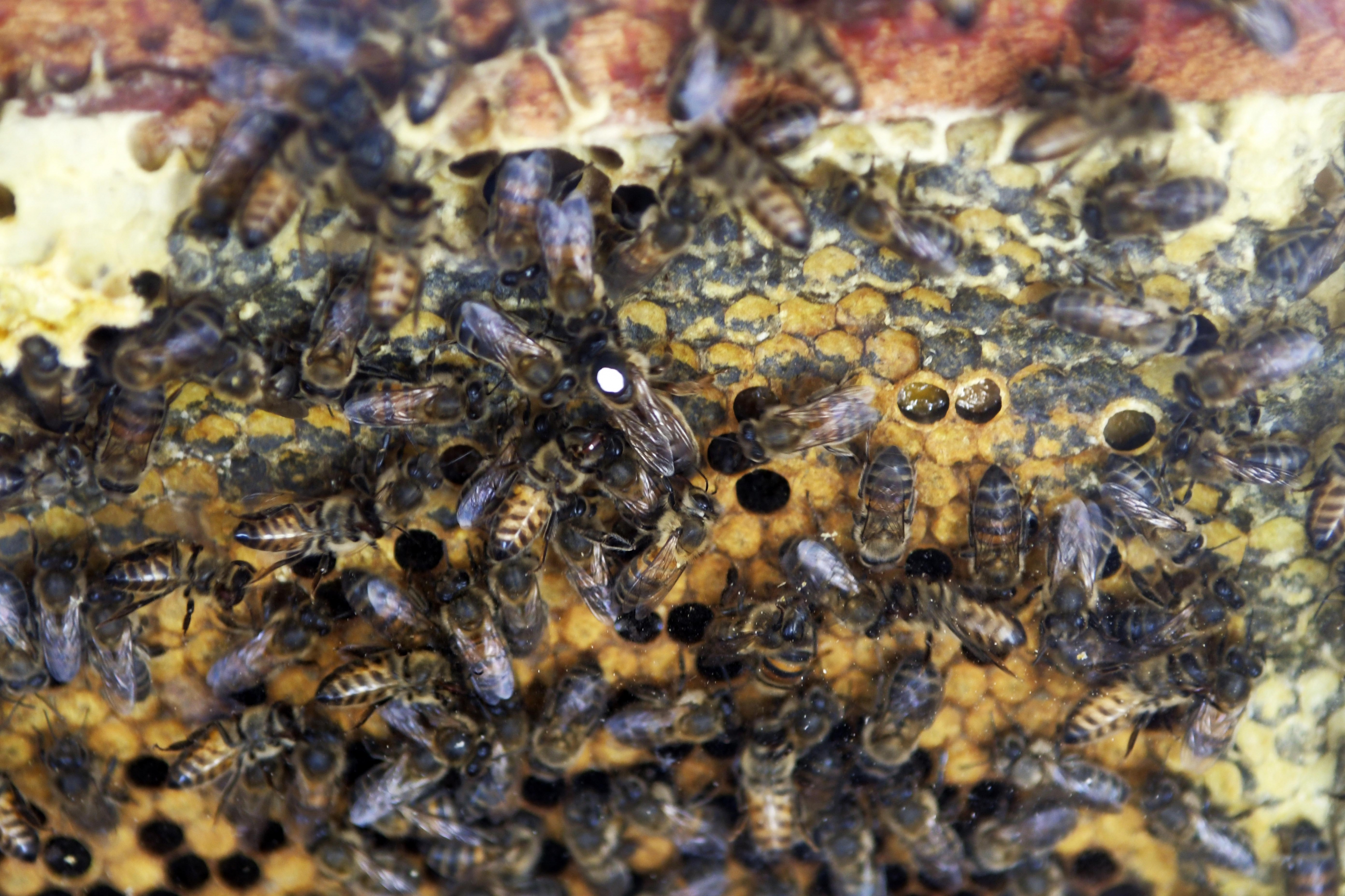 Muchas abejas en la Expo Melilla. Foto: Marcelo Bonjour