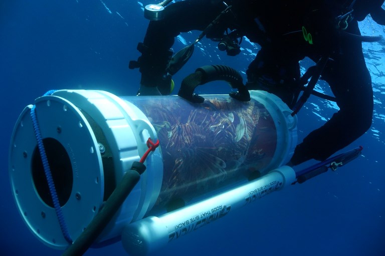 Atrapando pez león en el Mediterráneo. Foto: AFP