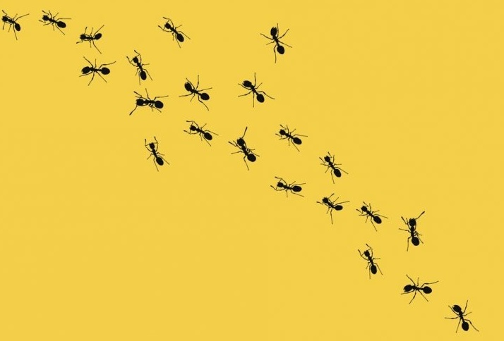Hormigas