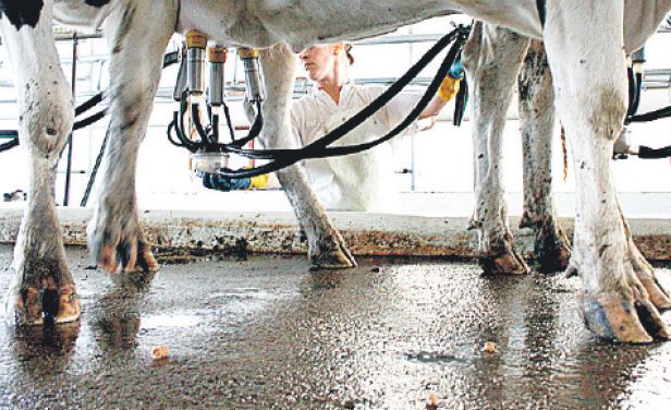 Lechería. Foto: Archivo El País