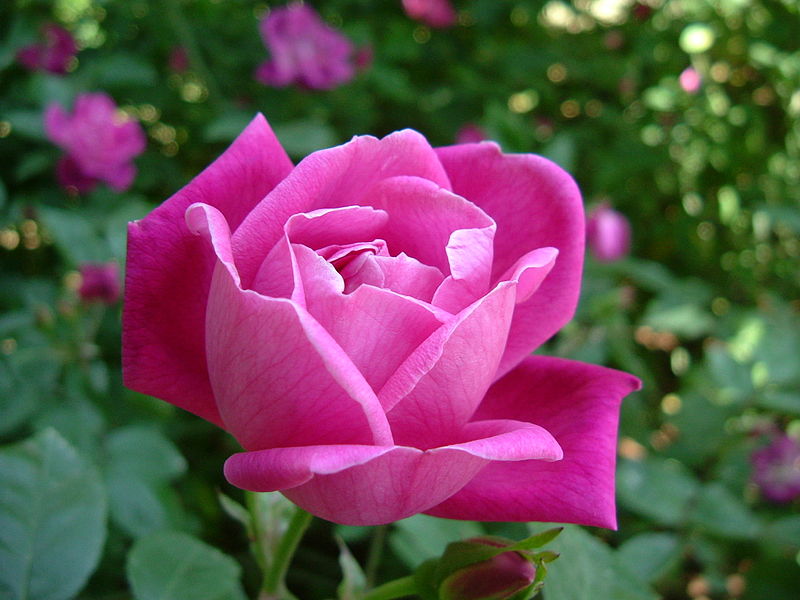 Rosa Chinesis. Foto: Wikimedia Commons