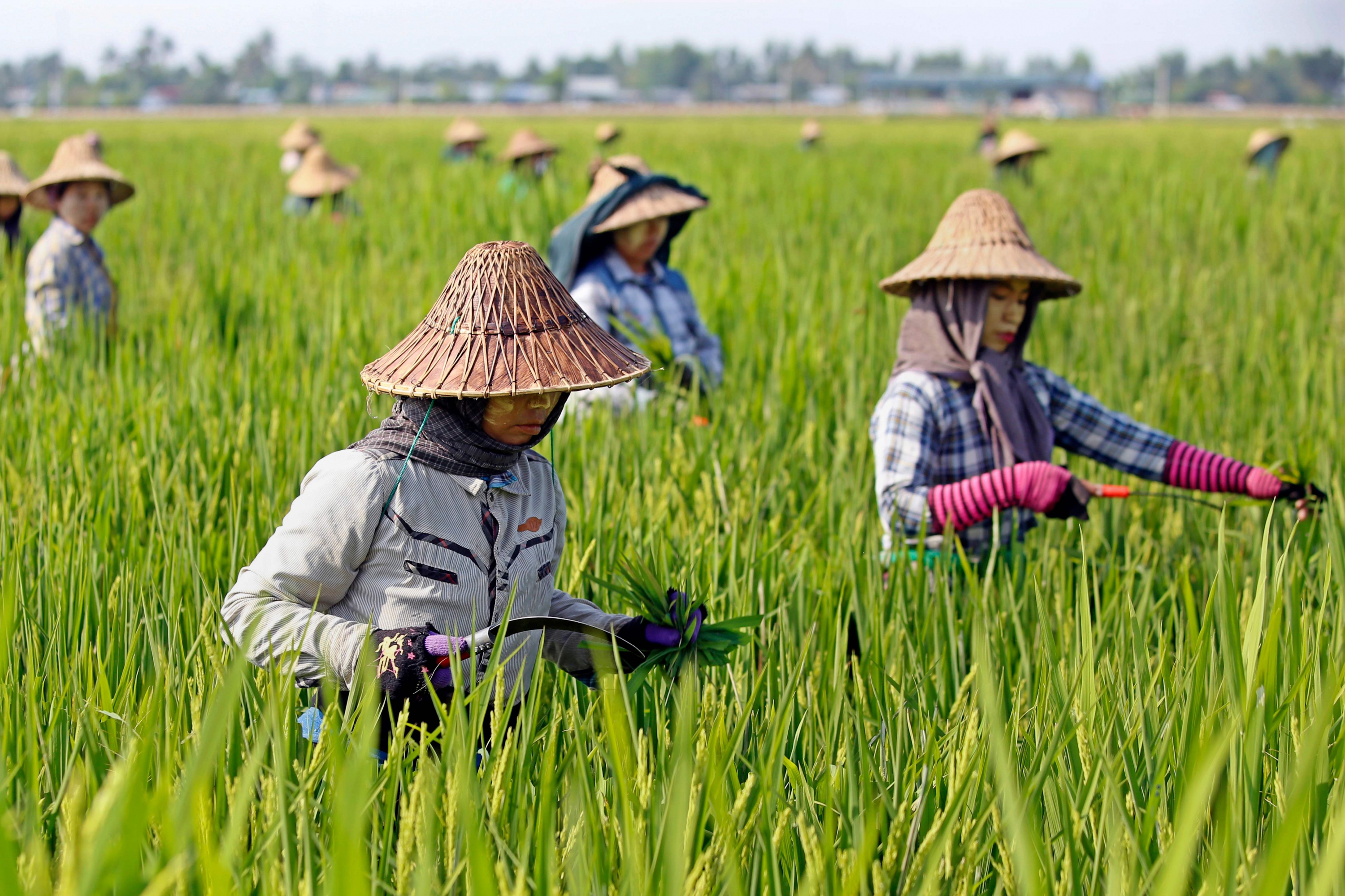 Mujeres trabajan en una plantación de arroz