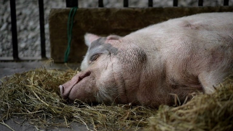 Un chancho es el héroe imprevisto del sismo que sacudió China en 2008