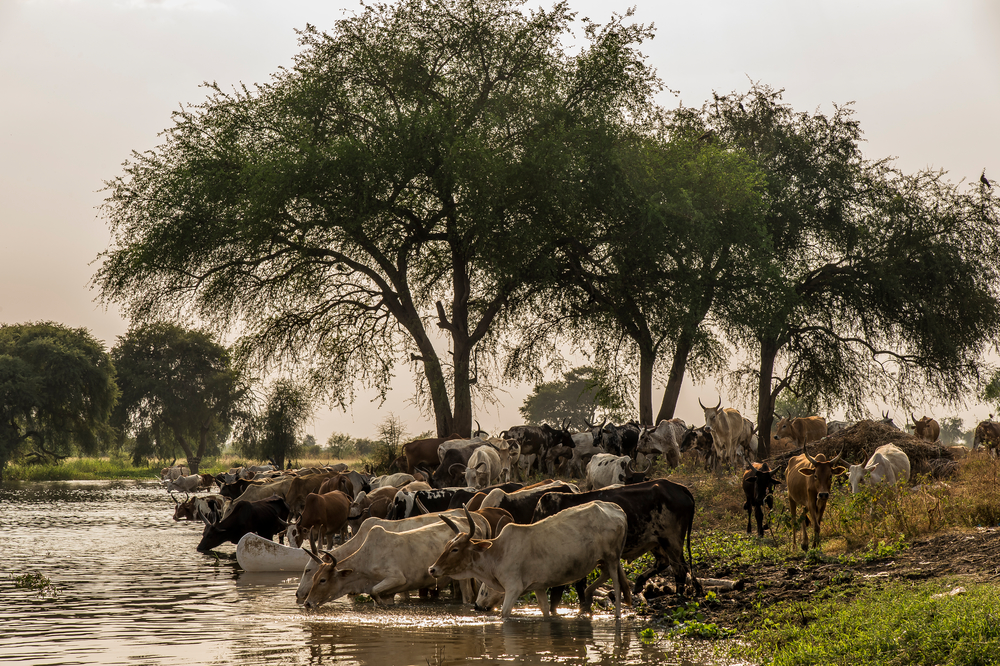 En las orillas del río Pibor, en el pueblo de Kier, una manada de vacas llega para beber agua ©Frederic NOY