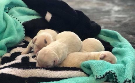 Una perra de asistencia tuvo cachorros en el aeropuerto. Foto: Facebook Tampa International Airport
