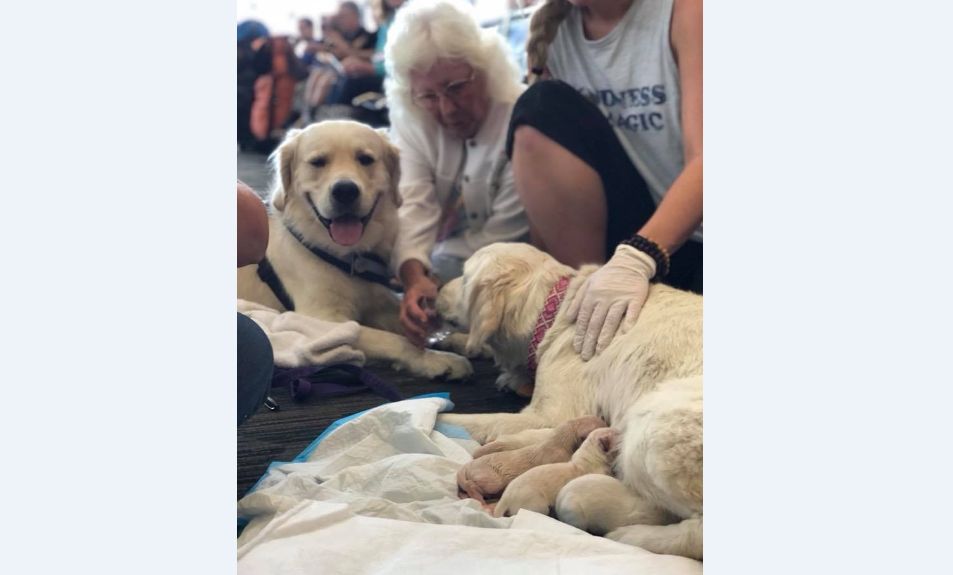 Una perra de asistencia tuvo cachorros en el aeropuerto. Foto: Facebook Tampa International Airport