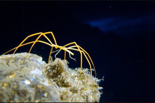 Ni pulmones ni branquias: ¿cómo hacen las arañas marinas para respirar?