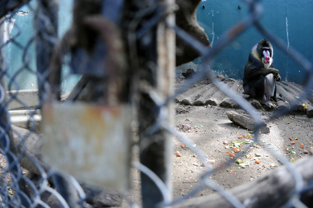 Mudanza. Los mandriles serán trasladados al Parque Lecocq. Foto: F. Ponzetto.