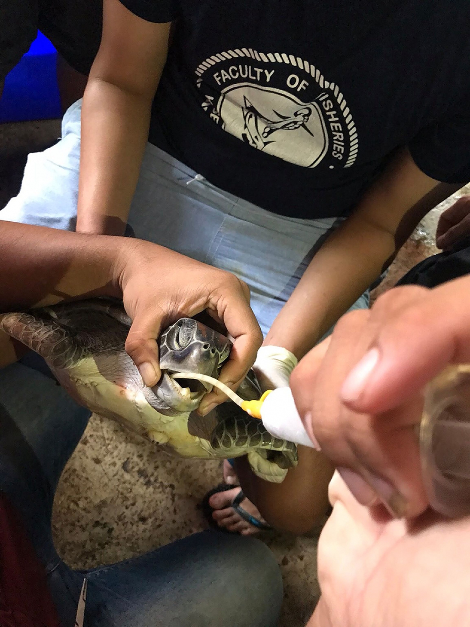 Tortuga muere por plástico en Tailandia. Foto: AFP