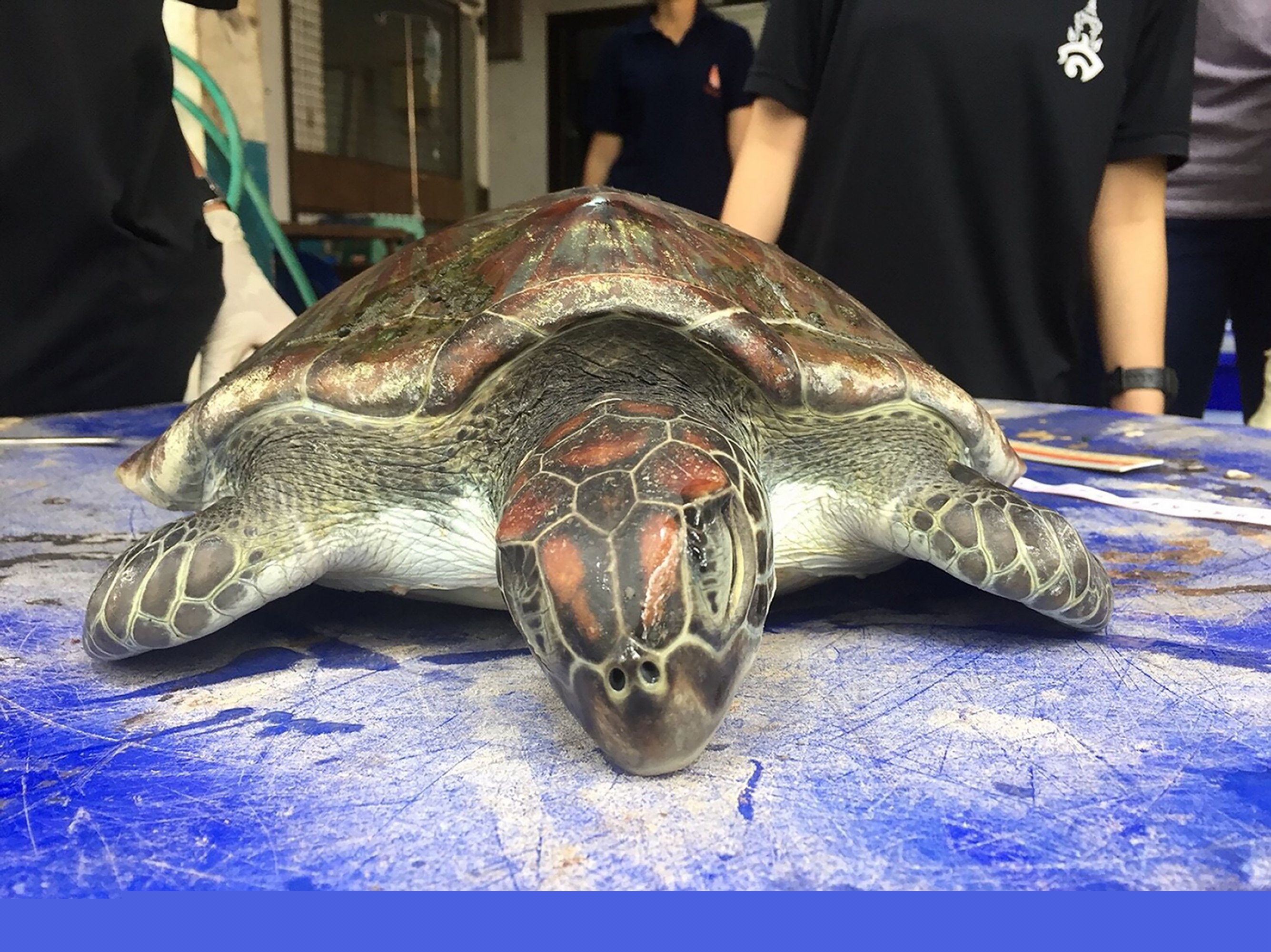 Tortuga muere por plástico en Tailandia. Foto: AFP