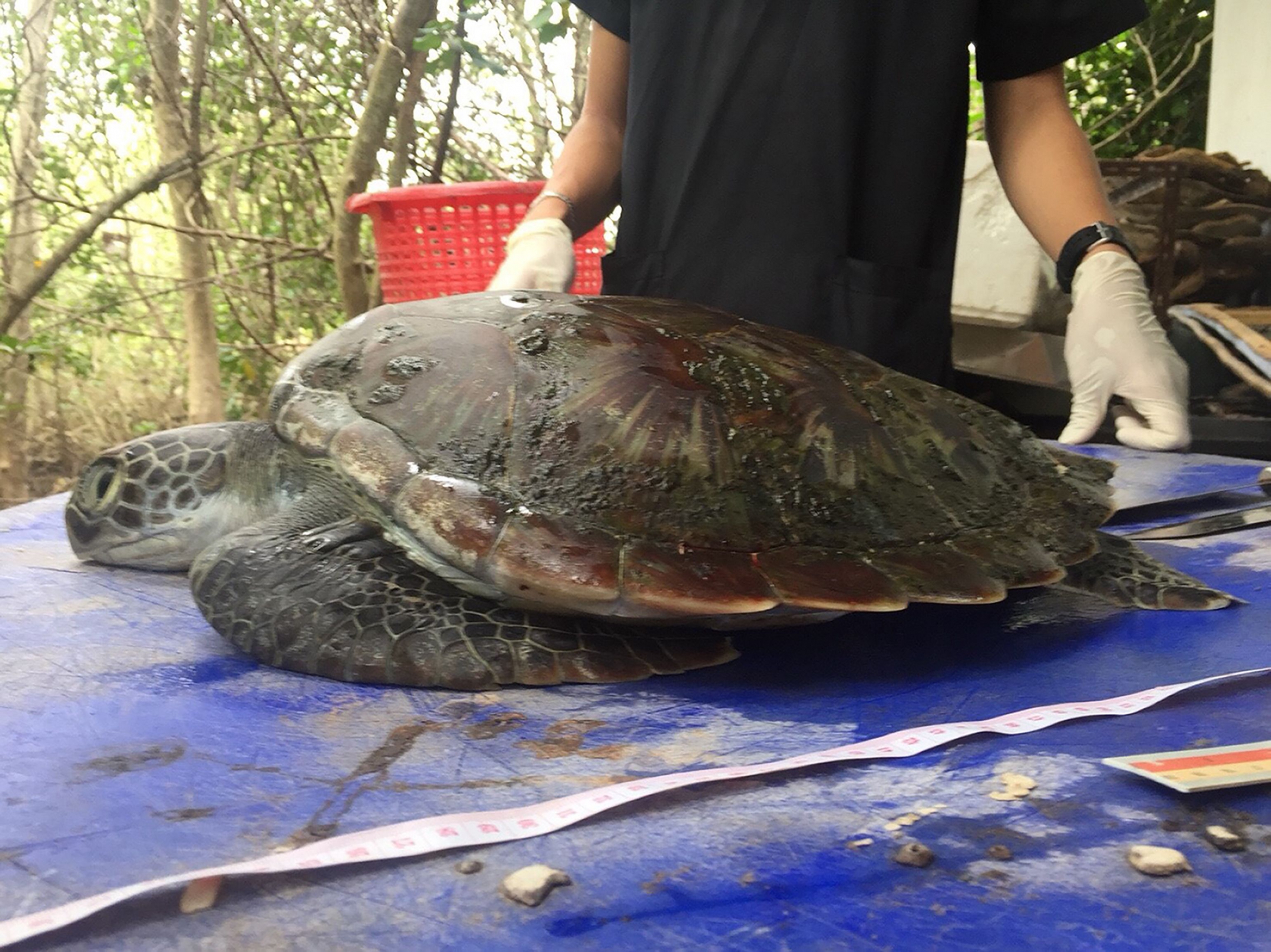 Tortuga muere por plástico en Tailandia. Foto: AFP