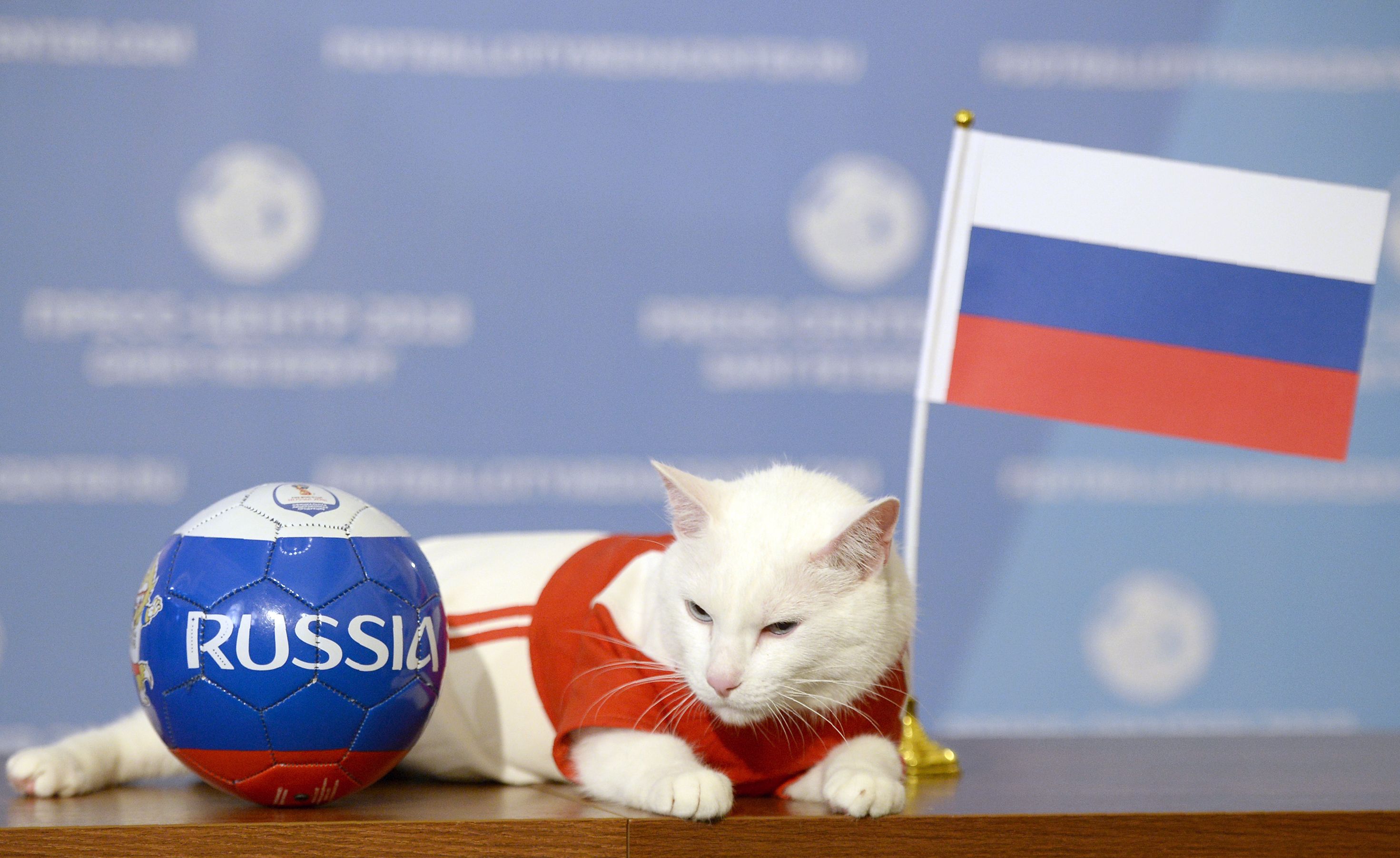 Aquiles, el gato que predice el Mundial en Rusia. Foto: AFP