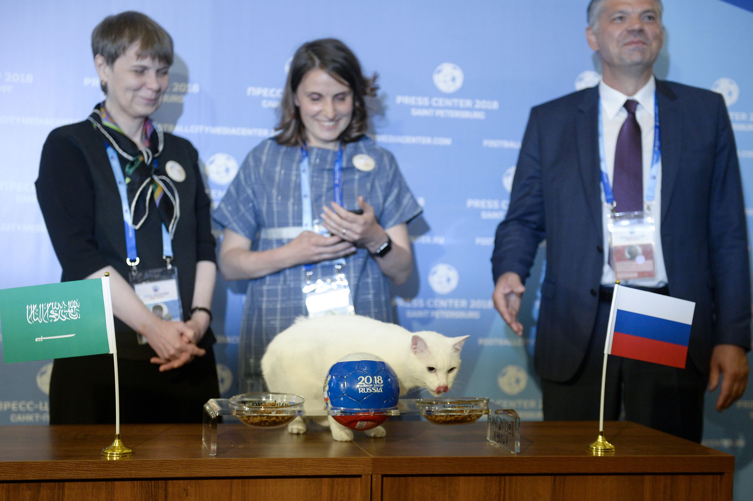 Aquiles, el gato que predice el Mundial en Rusia. Foto: AFP