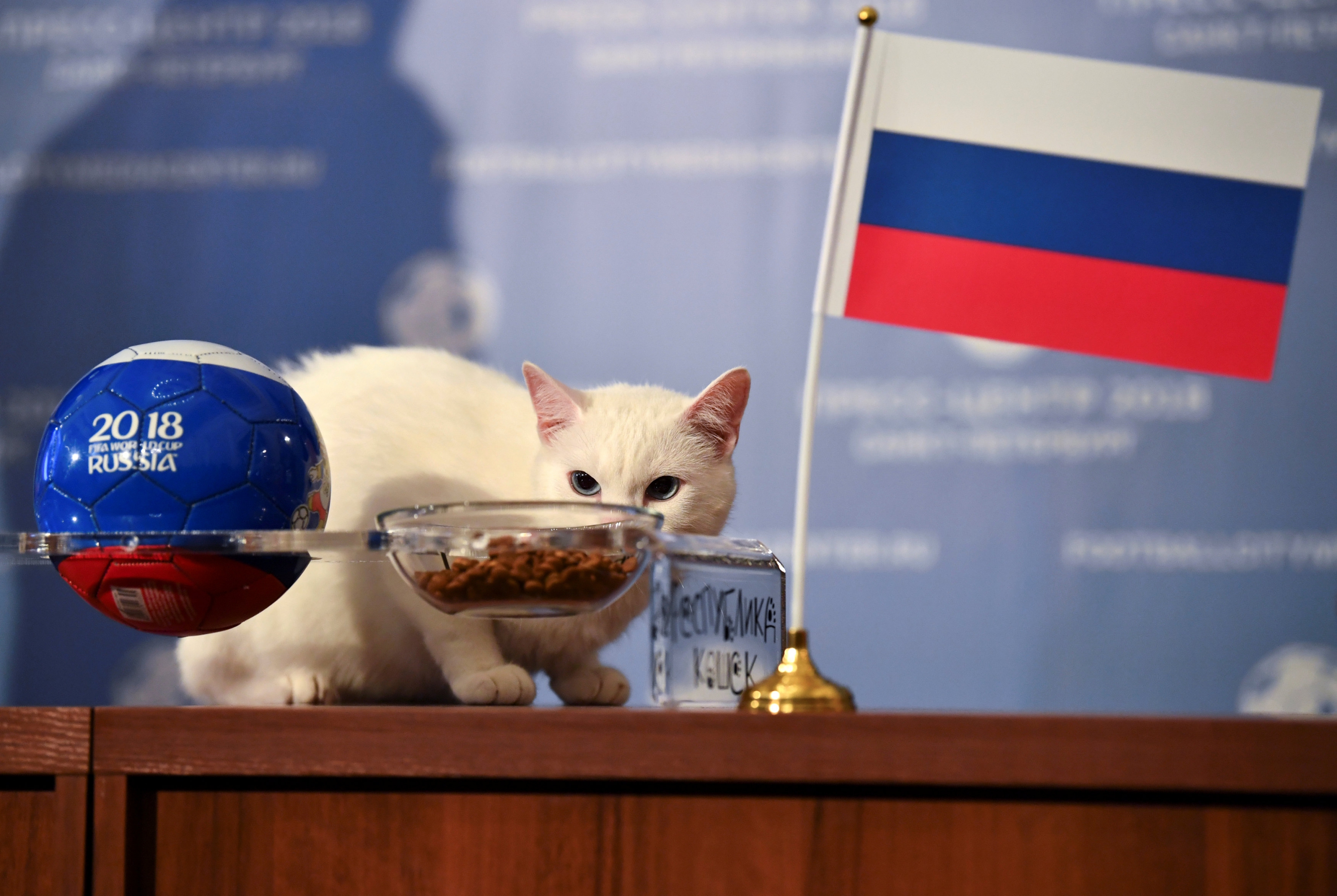Aquiles, el gato que predice el Mundial en Rusia. Foto: AFP