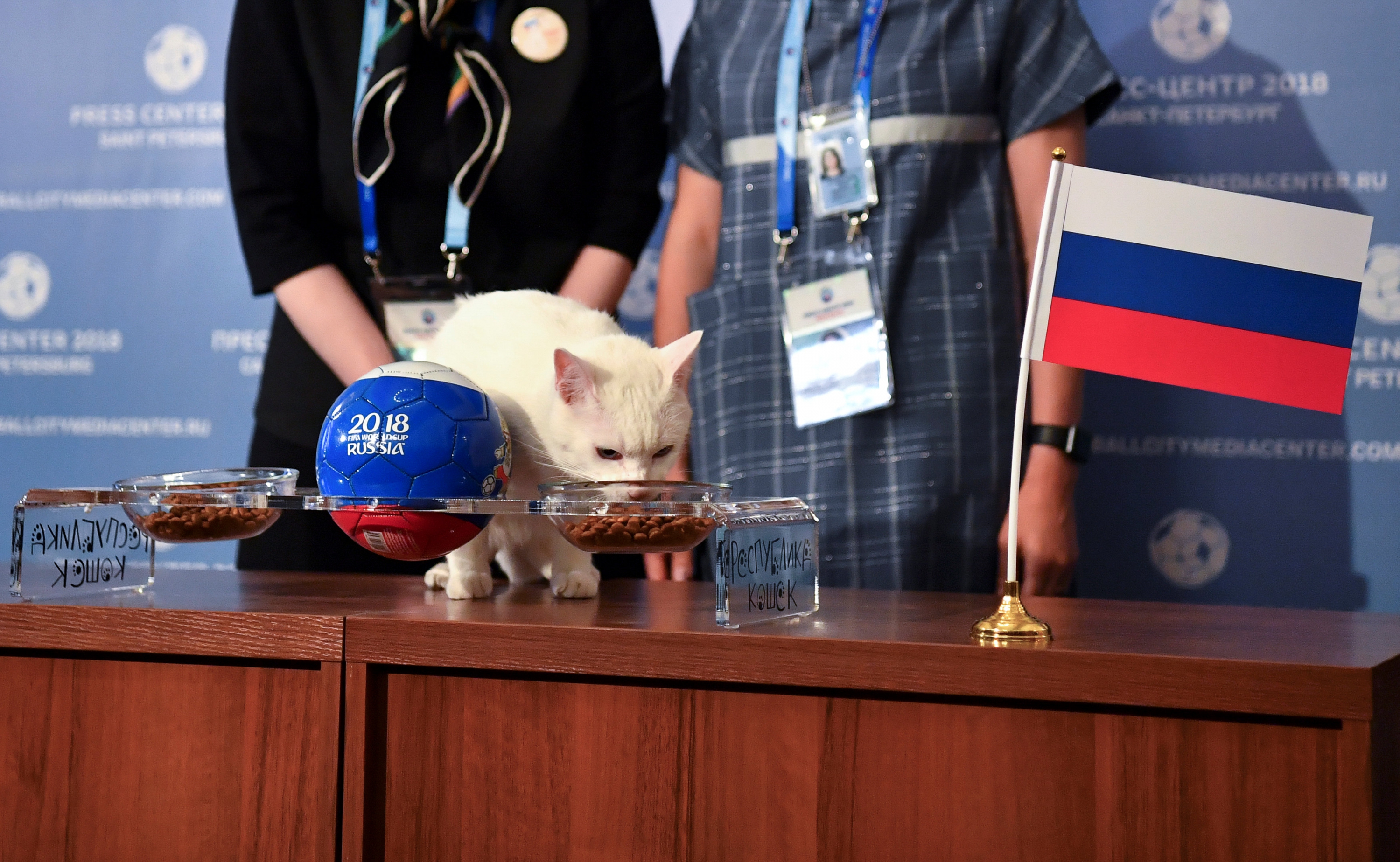 Aquiles, el gato que predice el Mundial en Rusia. Foto: AFP