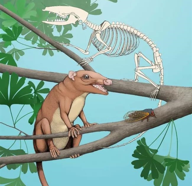 "Ambolestes zhoui". Foto: Nature