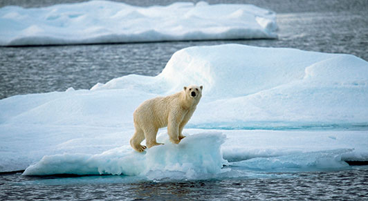 Oso polar. Foto: FMI