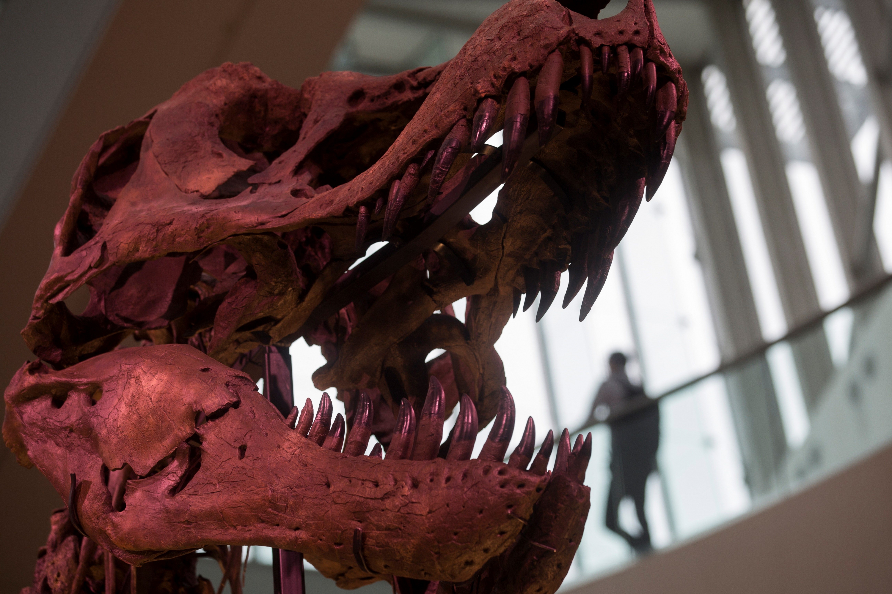 T-Rex. Foto: EFE