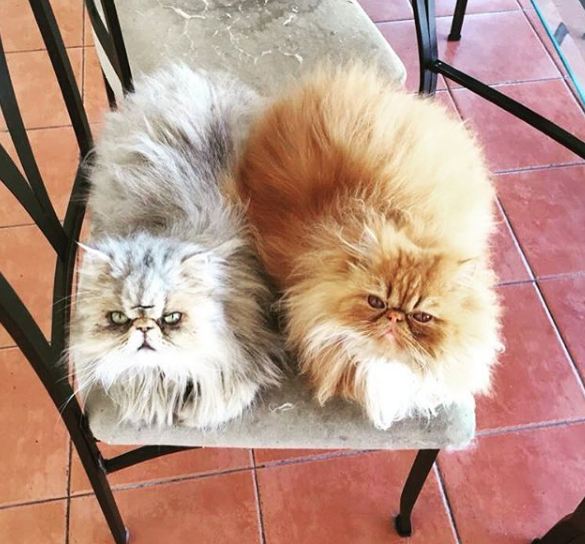 Ciro Tamayo y sus gatos