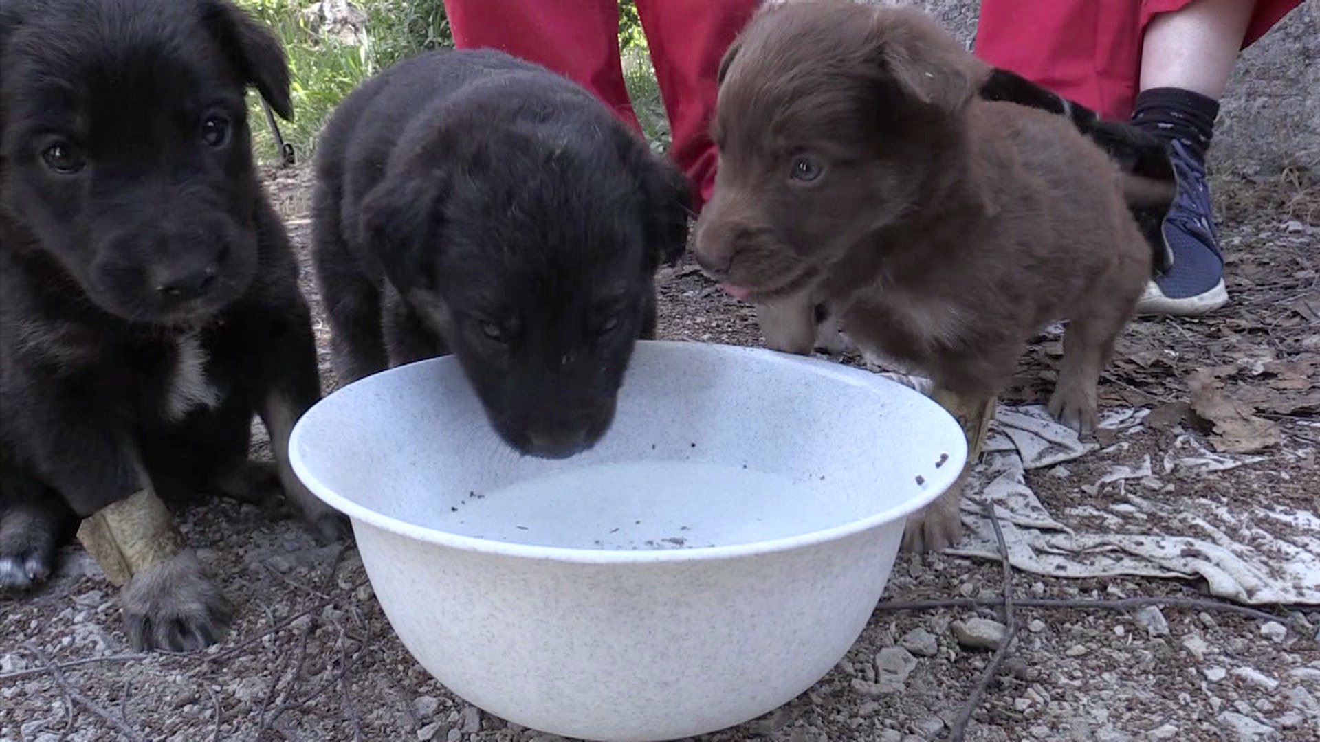 El sueño americano de los perros de Chernóbil