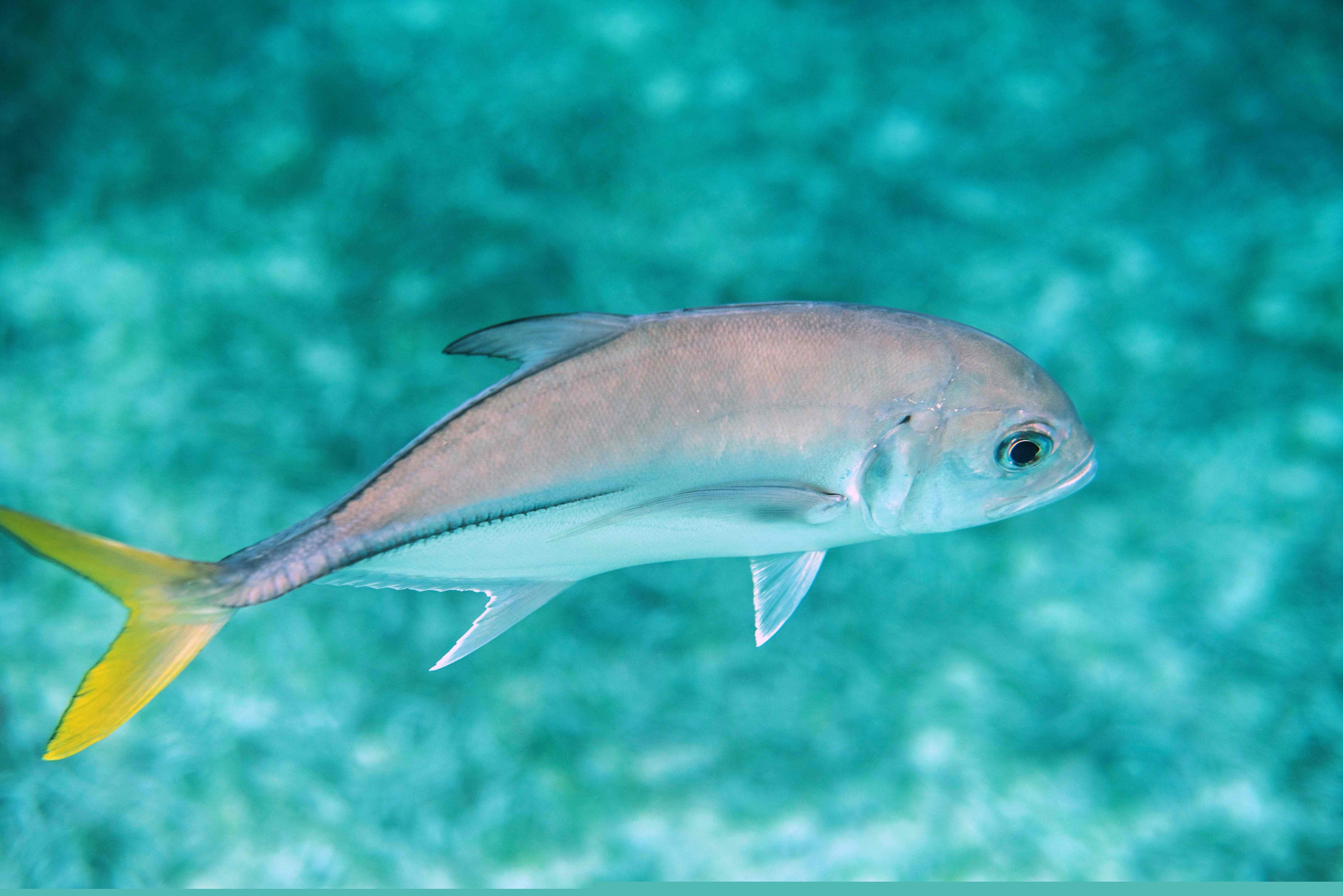 Imágenes de la barrera de coral de Belice, la segunda más importante del mundo. Foto: AFP
