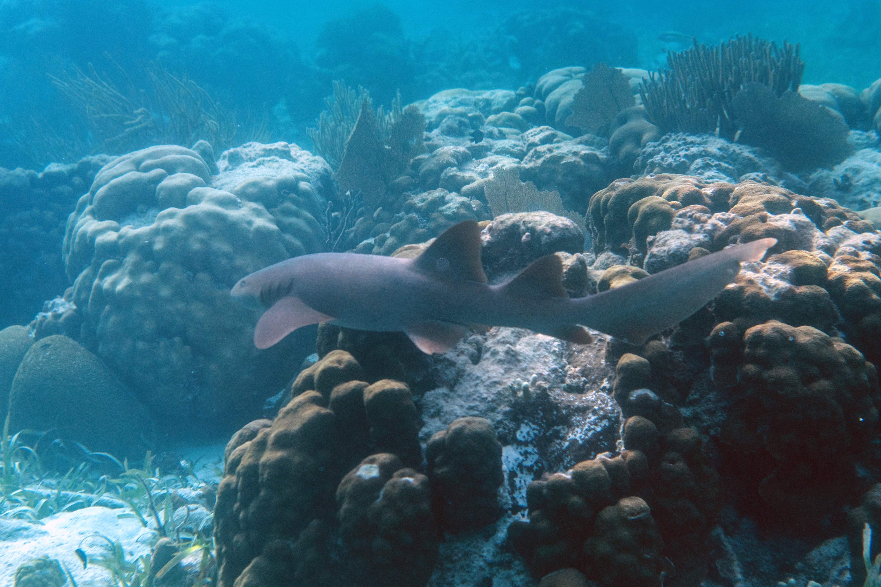 Imágenes de la barrera de coral de Belice, la segunda más importante del mundo. Foto: AFP