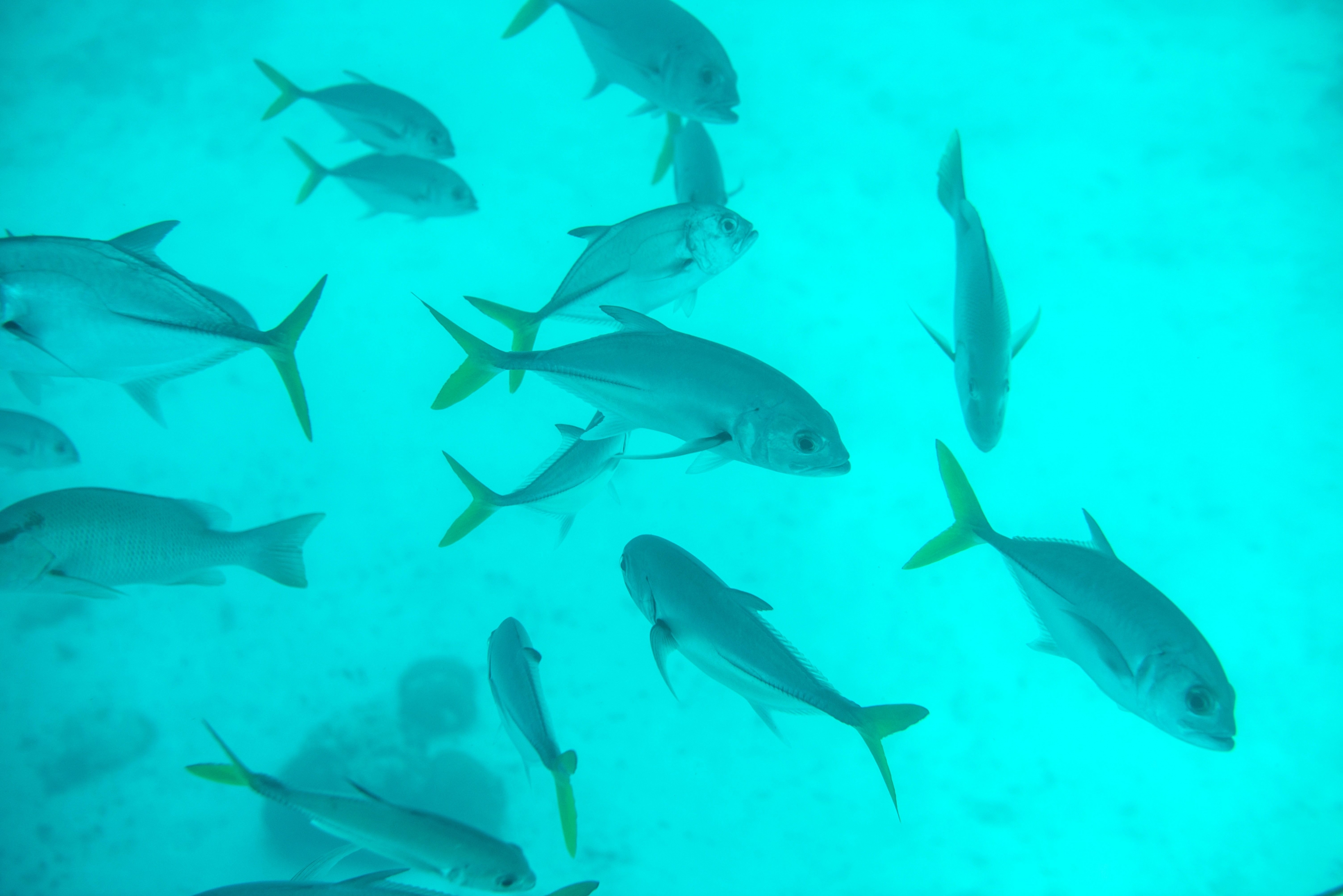Imágenes de la barrera de coral de Belice, la segunda más importante del mundo. Foto: AFP
