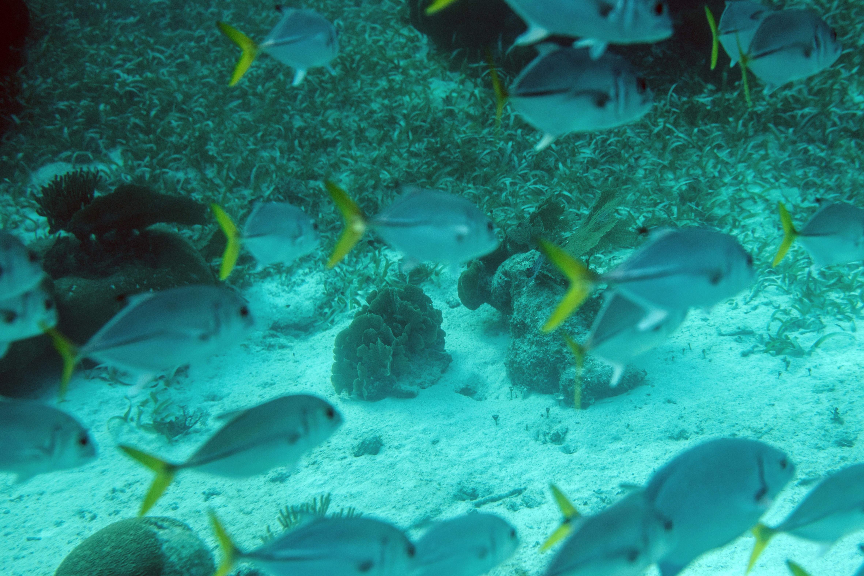 Imágenes de la barrera de coral de Belice, la segunda más importante del mundo. Foto: AFP