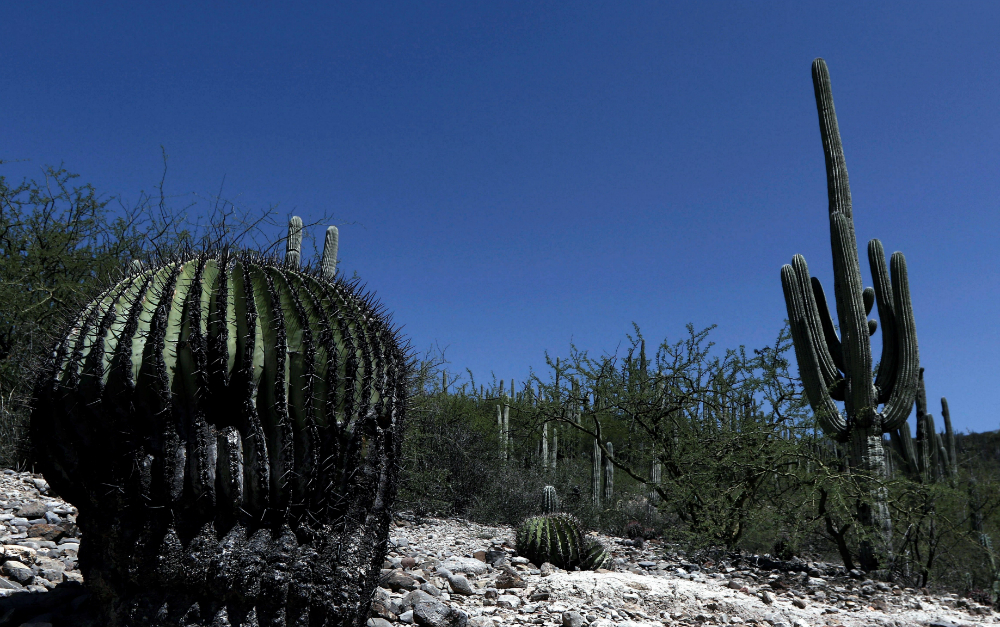 Valle de Tehuacán-Cuicatlán, refugio de más de 140 especies de aves, fue declarado Patrimonio de la Humanidad. Foto: EFE