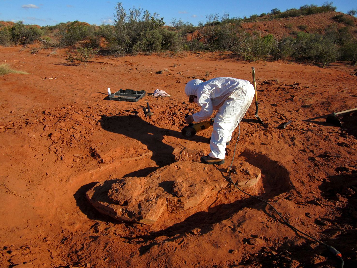 Investigadores encontraron restos de una especie de dinosaurio. Foto: AFP