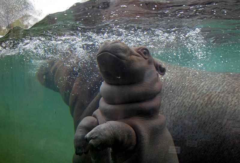Beto nació en un zoo de México. Foto: EFE
