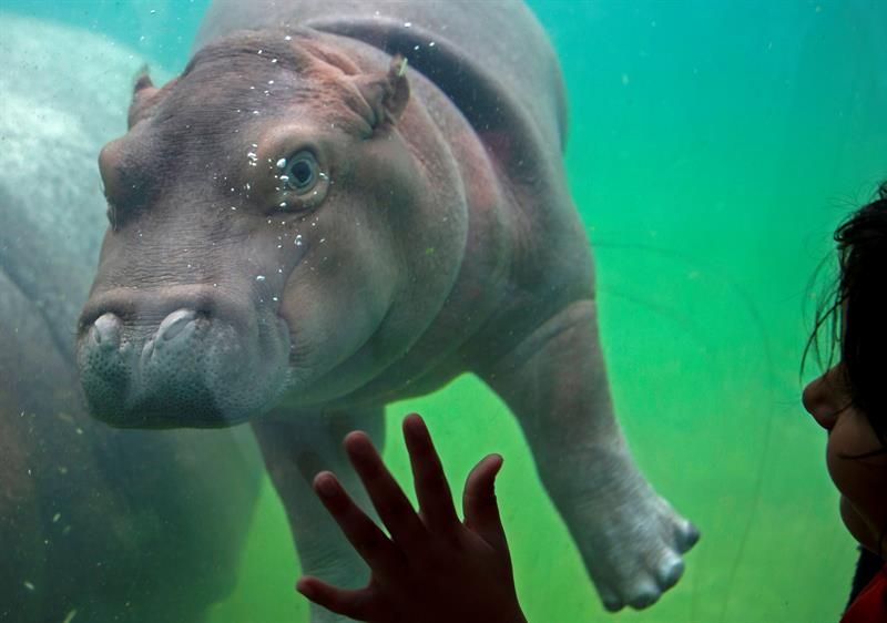 Beto nació en un zoo de México. Foto: EFE