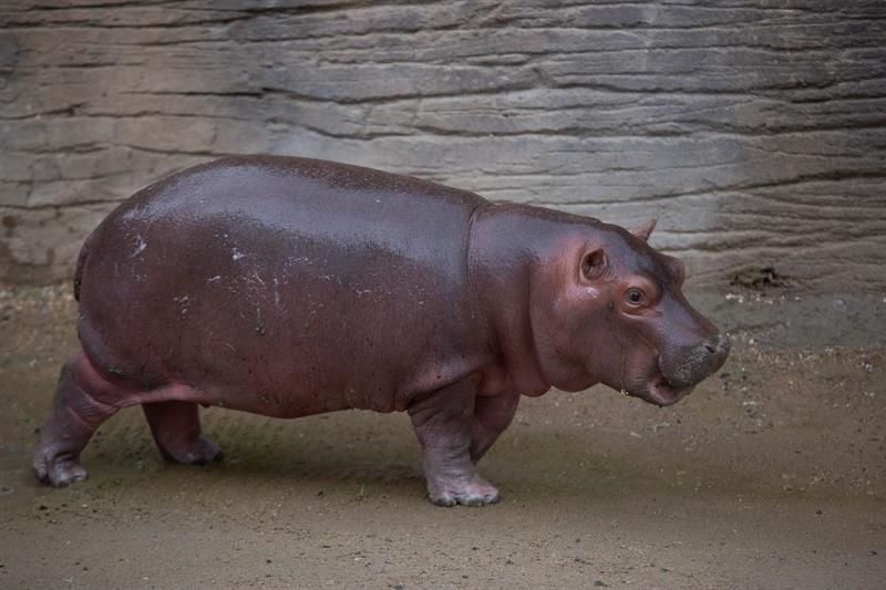 Beto nació en un zoo de México. Foto: EFE