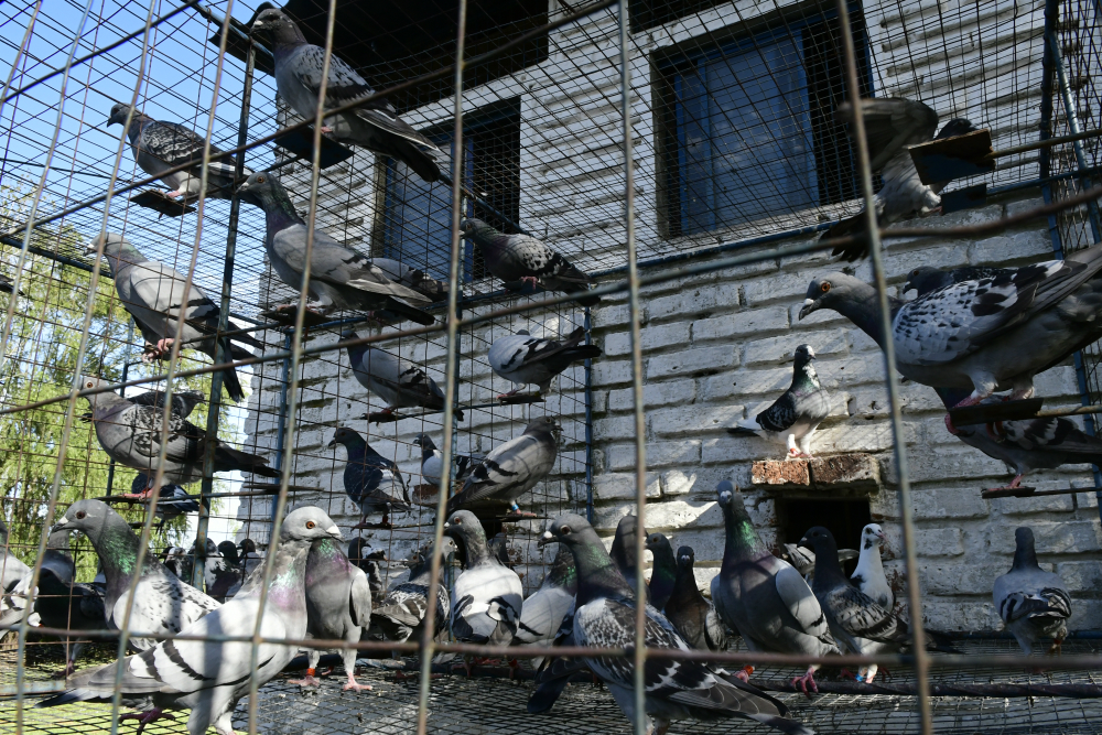 Palomares: la higiene queda a criterio de cada colombófilo. Algunos eligen limpiar y aspirar todos los días y otros una vez por semana. Foto: Marcelo Bonjour.