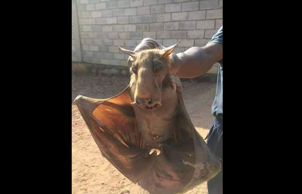 Esta es una de las fotos que circula por WhatsApp.