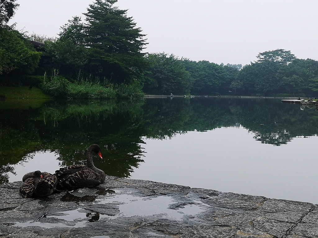 Cisne negro. Están en en varios lagos y son un símbolo del espírutu luchador e innovador de Ren Zhengfei, fundador de Huawei. (Foto: Diego Ferreira)