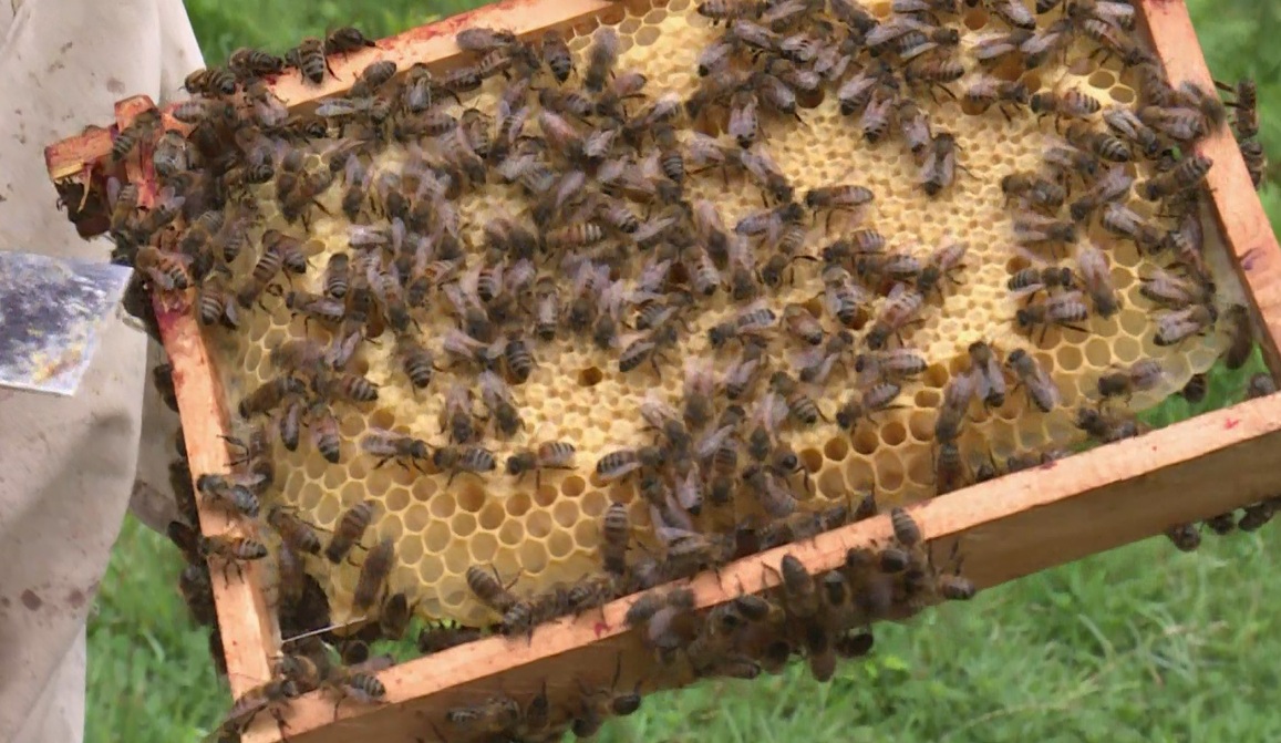 abejas. Foto: AFP