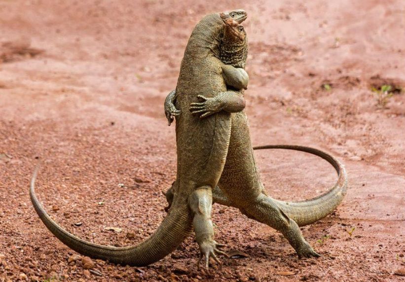 Algunos de los finalistas del Comedy Wildlife Photography Awards. Foto: Comedy Wildlife Photography Awards